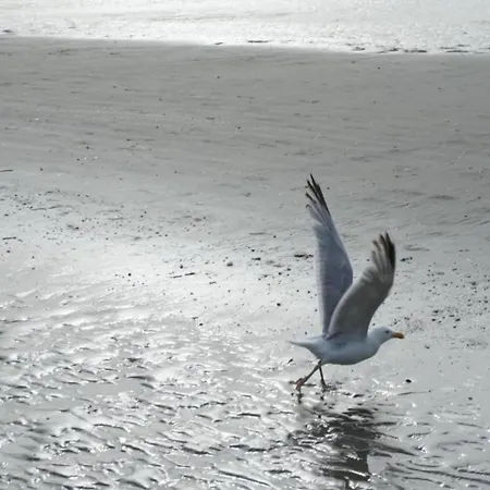 In Near The Sea コクセッド